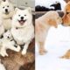 Cutest Animals! Mother Dogs and Cute Puppies Videos Compilation, Cute moment of Puppy #1