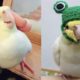 Funny Parrots Videos Compilation cute moment of the animals - Cutest Parrots #1