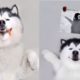 Funny And Cute Husky Puppies Compilation - The most funny dog #2