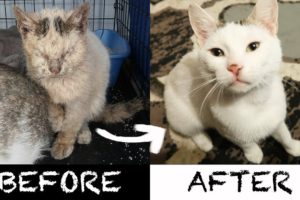 2 AMEOWZING Homeless Cat Transformations!