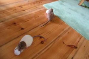 2 rats playing ping pong, ziumi & pici, funny animals