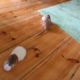 2 rats playing ping pong, ziumi & pici, funny animals