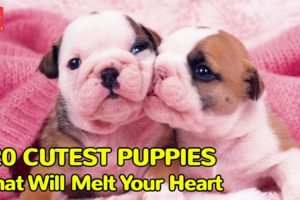 20 Cutest Puppies That Will Melt Your Heart  | Top Secrets | Top News | Cutest Puppies | TOP 10