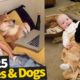 25 Cute Babies And Dogs - 2019