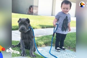 'Aggressive' Pit Bulls LOVE Their Baby Brother | The Dodo Pittie Nation