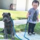 'Aggressive' Pit Bulls LOVE Their Baby Brother | The Dodo Pittie Nation
