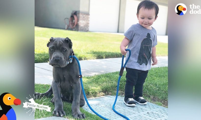 'Aggressive' Pit Bulls LOVE Their Baby Brother | The Dodo Pittie Nation