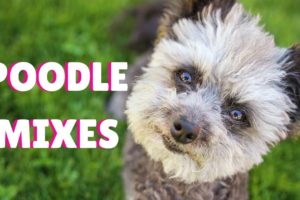 40 CUTE POODLE HYBRID MIX BREEDS - BEST POODLE MIXES 2018