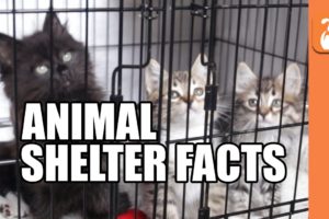 7 Crazy Facts About Animal Shelters