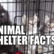 7 Crazy Facts About Animal Shelters