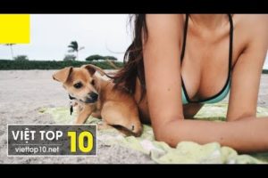 #8 Best Funny and Cute Dogs | Cats and puppies | Cutest pet | Cutest animals ever that can kill you