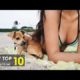 #8 Best Funny and Cute Dogs | Cats and puppies | Cutest pet | Cutest animals ever that can kill you