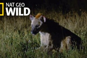 A Hyena Queen Deposed | Animal Fight Night