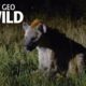 A Hyena Queen Deposed | Animal Fight Night