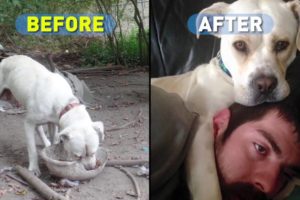 A New Home for Yo-yo the Dog | PETA Animal Rescues