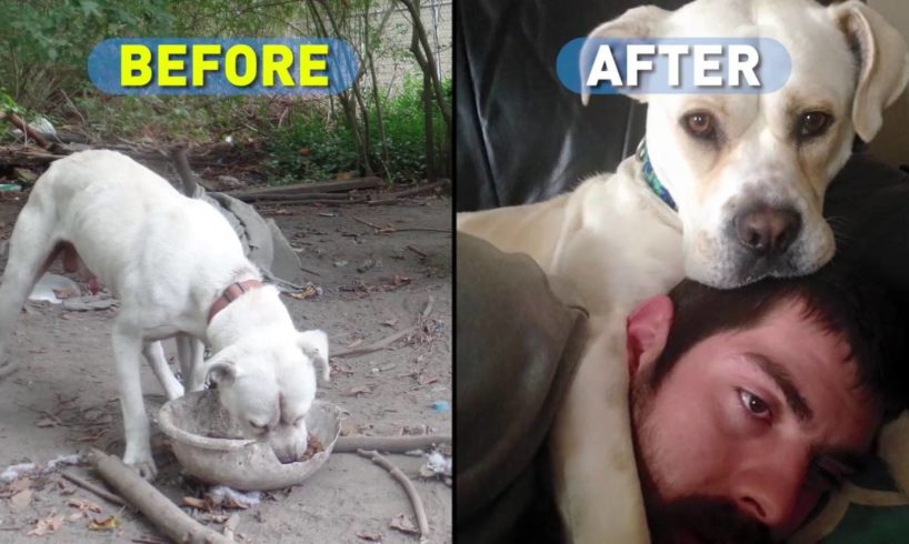 A New Home for Yo-yo the Dog | PETA Animal Rescues