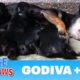 A stray dog walked into a yard and gave birth to 9 puppies.  Watch for the PIG at the end  :-)