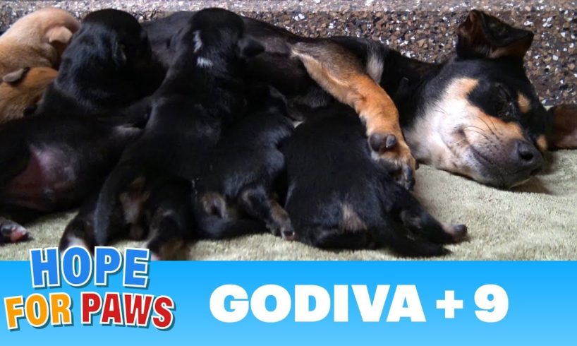 A stray dog walked into a yard and gave birth to 9 puppies.  Watch for the PIG at the end  :-)