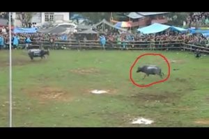 AMAZING Buffalo Fights - Real Animal Fighting in Toraja, Indonesia