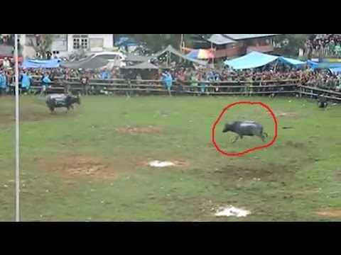 AMAZING Buffalo Fights - Real Animal Fighting in Toraja, Indonesia