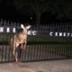 ANIMAL RESCUE! Deer trapped in a Iron Fence @ Holy Sepulchre Cemetery Totowa, NJ