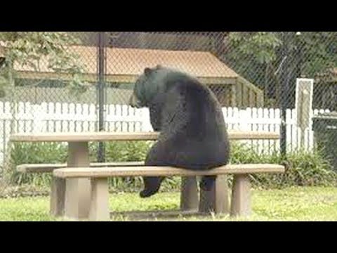 ANIMALS that will MAKE YOU LAUGH EXTREMELY HARD - Funny RACCOONS SQUIRRELS and ANIMALS compilation