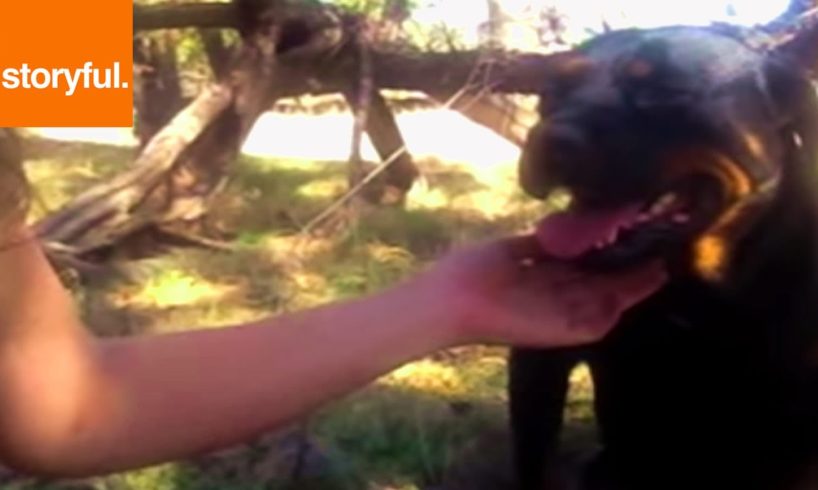 Abandoned Dog Rescued In Australia