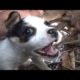 Abandoned Puppies Rescued After Two Weeks Alone | The Dodo