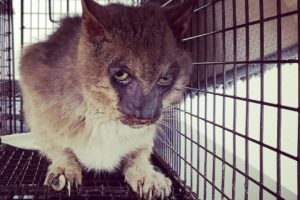 Abandoned Werewolf Cat Rescued from Life of Pain