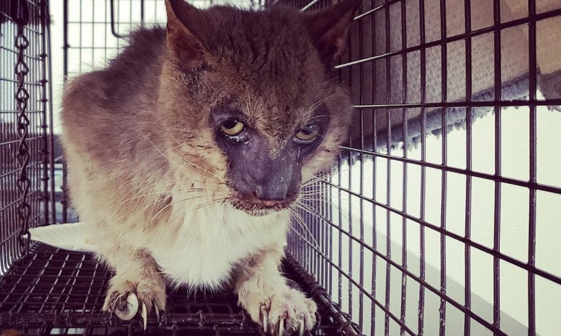 Abandoned Werewolf Cat Rescued from Life of Pain