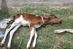 Abandoned dying baby calf now safe forever