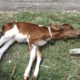 Abandoned dying baby calf now safe forever