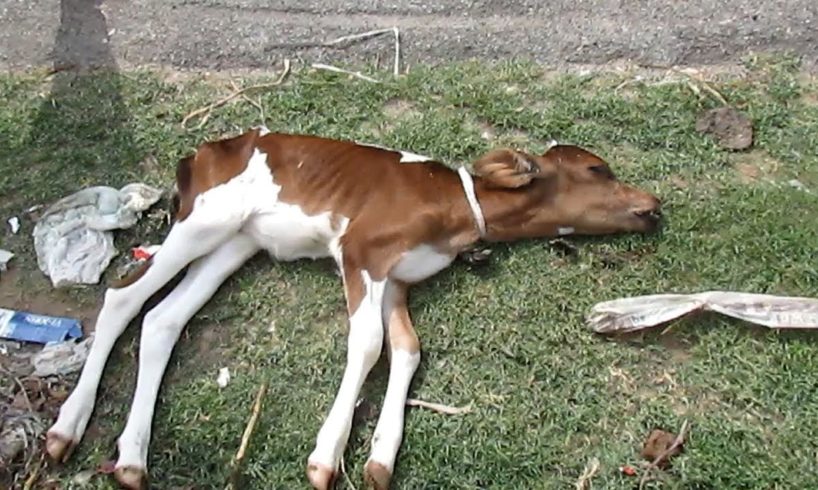 Abandoned dying baby calf now safe forever