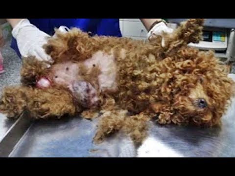 Abused Street Dog Rescued ! Unbelievable Transformation #2019 (Happy Ending Videos)