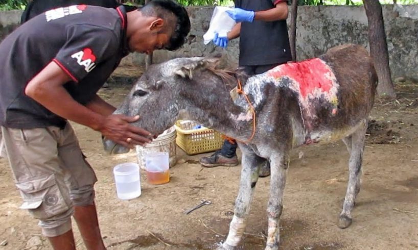 Abused donkey burned by hot water left to die rescued