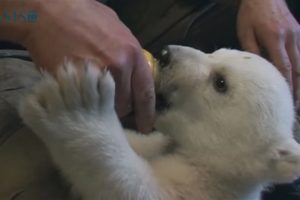 Adorable Baby Polar Bear! | Baby Animals | Love Nature