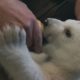 Adorable Baby Polar Bear! | Baby Animals | Love Nature