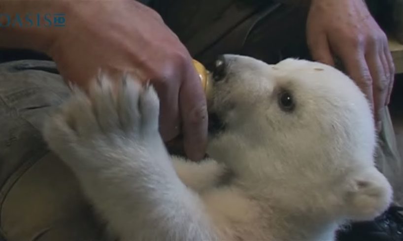 Adorable Baby Polar Bear! | Baby Animals | Love Nature