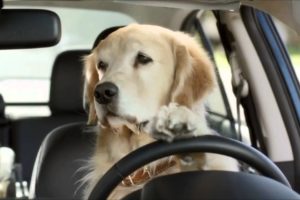 Adorable Dog Commercials by Subaru