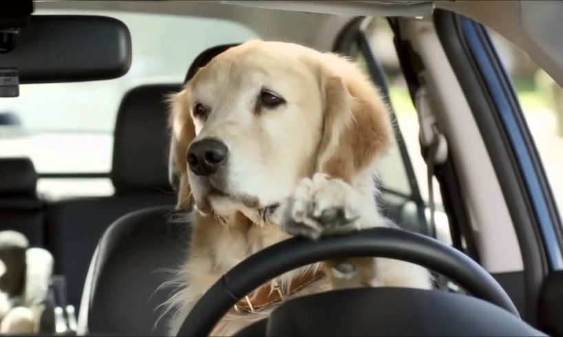 Adorable Dog Commercials by Subaru