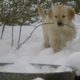 Adorable Golden Retriever Puppies in the Snow!