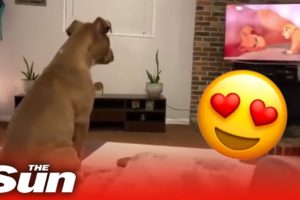 Adorable dog reacts in the cutest way to Lion King's saddest scene