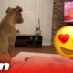 Adorable dog reacts in the cutest way to Lion King's saddest scene