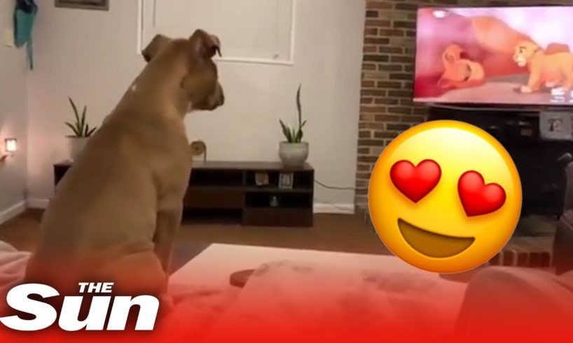 Adorable dog reacts in the cutest way to Lion King's saddest scene