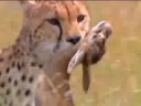 African animals - watch cheetahs hunt for food  - BBC wildlife