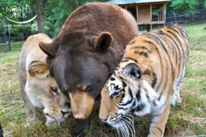 After 15 Years Of Friendship, This Tiger And Bear Just Said A Final Farewell To Their Lion Brother