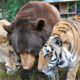 After 15 Years Of Friendship, This Tiger And Bear Just Said A Final Farewell To Their Lion Brother