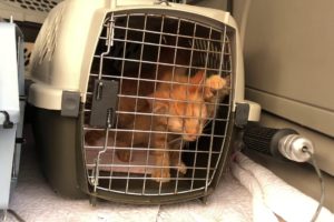 Almost 2 Dozen Animals Rescued from Home in Mahanoy Township