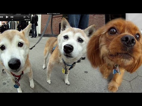 Amazing Cute Puppies & Dogs Compilation Video in New York City - GoPro Hero HD