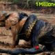 Amazing Wild Animals Attacks|  Craziest Animal Fights Caught On Camera| Wild Animal Attacks |